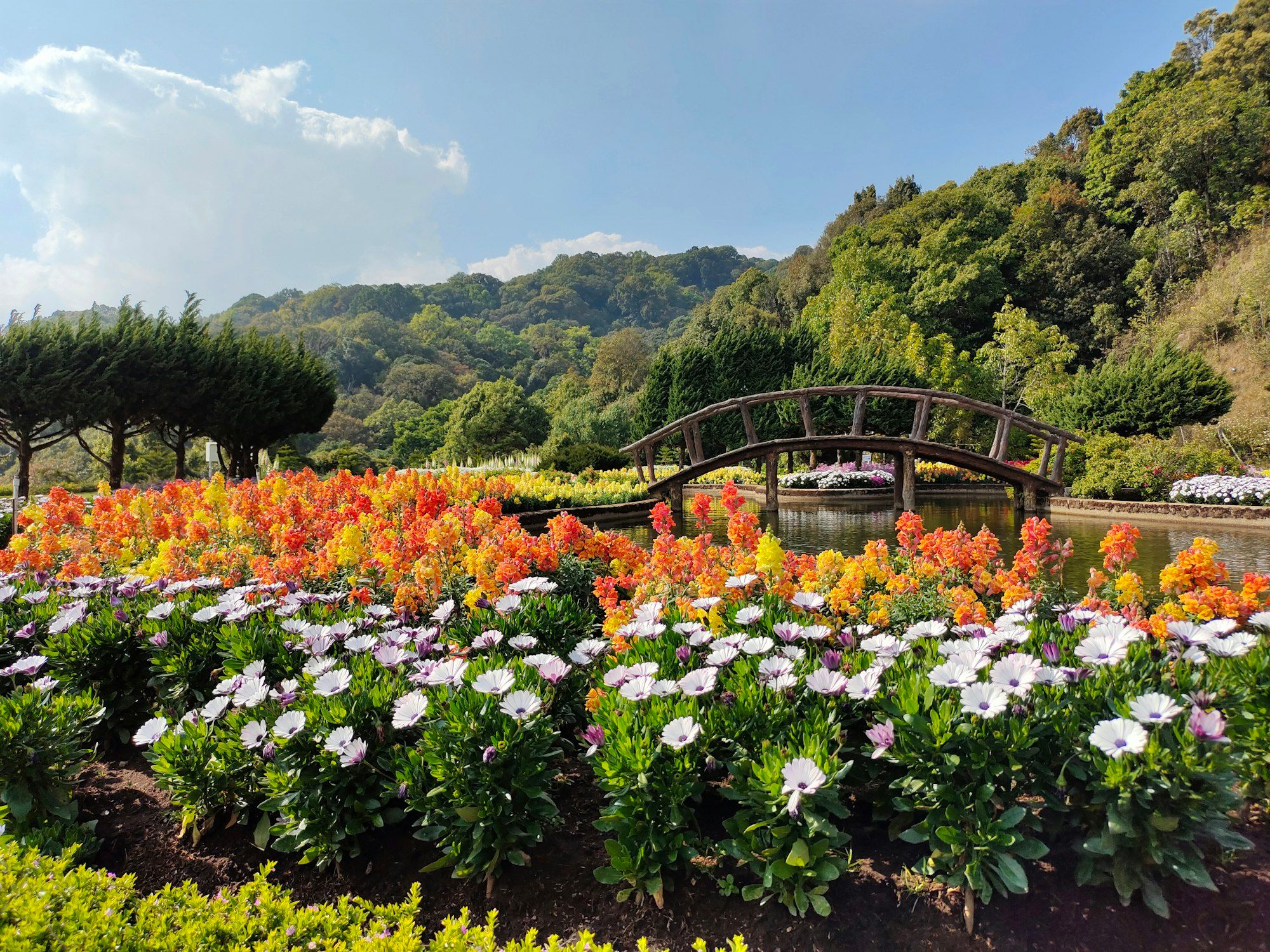 Arched wooden bridge over a pond, framed by flower beds and forested hills in northern Thailand