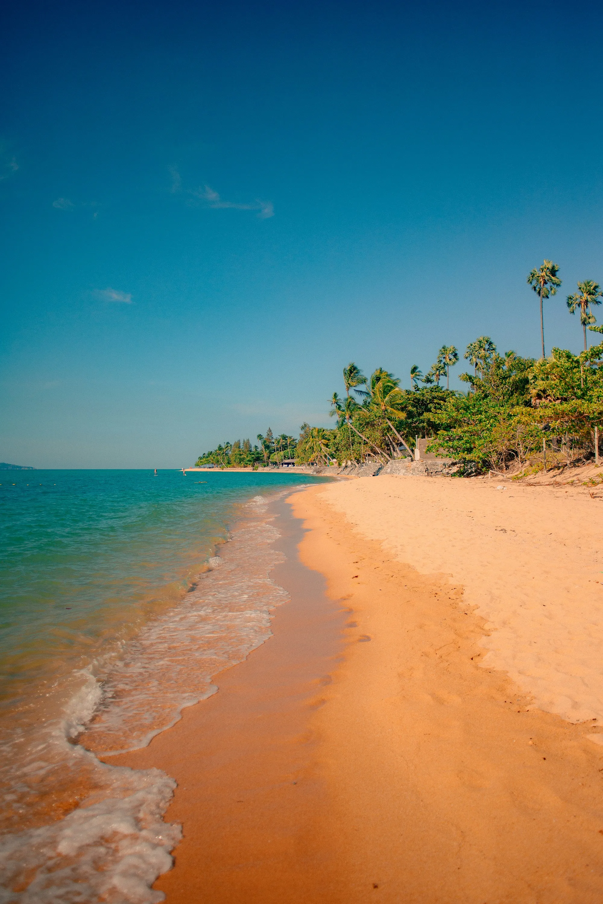 Palm trees leaning over a quiet sandy beach in the Gulf of Thailand